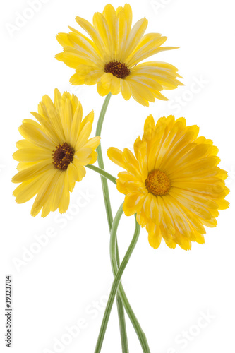 Photo: calendula calendula