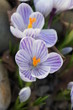 Krokusblüten
