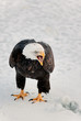 Photo en ligne au meilleur prix Close up Portrait of a Bald eagle with an open beak .