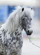 Appaloosa horse portrait in summer