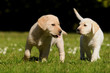 Laufende Labrador Welpen