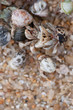 hermit crabs