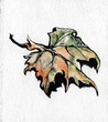 Maple autumn leaf. Watercolor hand painted.