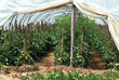 Foto: Growing tomatoes in hothouse Growing tomatoes in hothouse