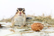 Neugieriges Streifenhörnchen
