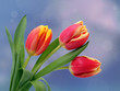 Tulip flowers