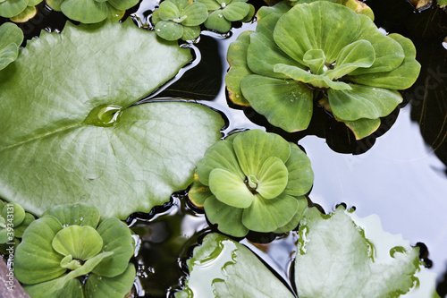 Photo: Thailand, Koh Samui (Samui Island), water-lily Thailand, Koh Samui (Samui Island), water-lily