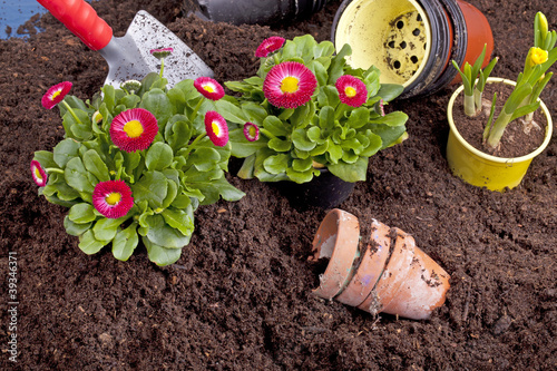 Photo: Studioaufnahme- Gartenarbeit - Blumen einpflanzen Studioaufnahme- Gartenarbeit - Blumen einpflanzen