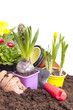 Blumen einpflanzen im Frühling