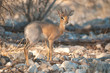 Damaraland Dik-dik