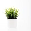 white pot with lush green growth of  grass isolated on white