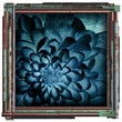 blue flower picture