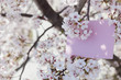 letter[cherry_blossom]_047