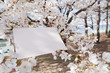 letter[cherry_blossom]_057