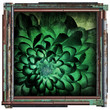 green flower picture