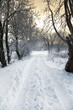 Photo: winter alley winter alley
