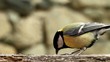 Great Tit on a branch