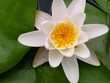 A flowering water lily