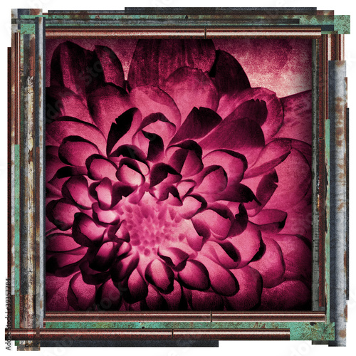 Photo: pink flower picture pink flower picture