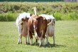 The back side of three red and white cows in a meadow