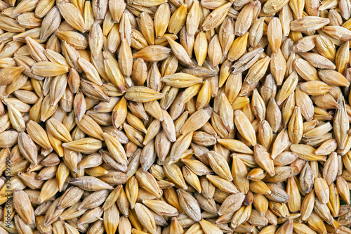 Photo: Barley grain (Hordeum) Barley grain (Hordeum)
