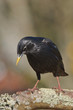 Estornino negro