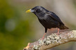 Estornino negro