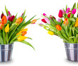 Spring blooming tulips in buckets, isolated on white background