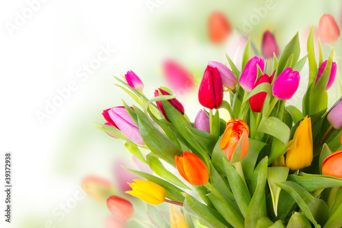 Photo: Fresh tulips bouquet Fresh tulips bouquet