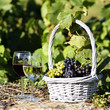 glasses of white and red wine