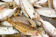 mixed fish at market
