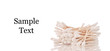 Cotton Swabs Against white Background with Space for Text