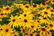 Bed of perfect yellow gerbera's in full blossom Bed of perfect yellow gerbera's in full blossom