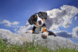 Schweizer Sennenhund