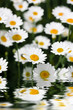 Daises reflecting in water close up