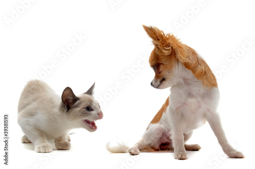 Photo: chihuahua et jeune chat agressif chihuahua et jeune chat agressif