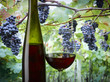 red wine