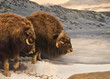 Muskox Duo