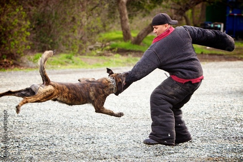 Photo: Dutch Shepherd Dutch Shepherd