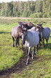 Wild horses.