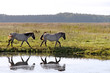 Wild horses.