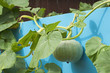 Pumpkin growing on the vegetable patch