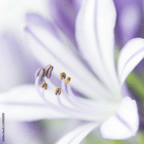 Photo: Closeup of agapanthus flower Closeup of agapanthus flower