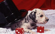 Photo : le dalmatien magicien - prestidigitation le dalmatien magicien - prestidigitation