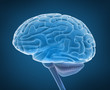 Human brain and spinal cord in x-ray view