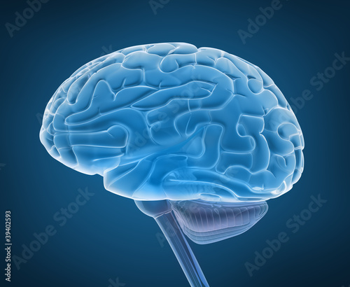 Photo: Human brain and spinal cord in x-ray view Human brain and spinal cord in x-ray view
