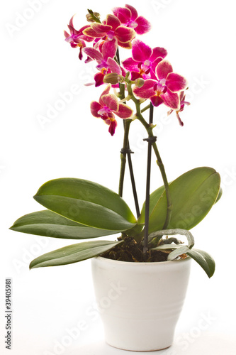 Photo: blooming phalaenopsis blooming phalaenopsis