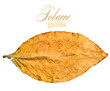 Foto: dry leaf dry leaf