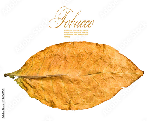Photo: dry leaf dry leaf