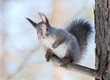 Squirrel on the tree